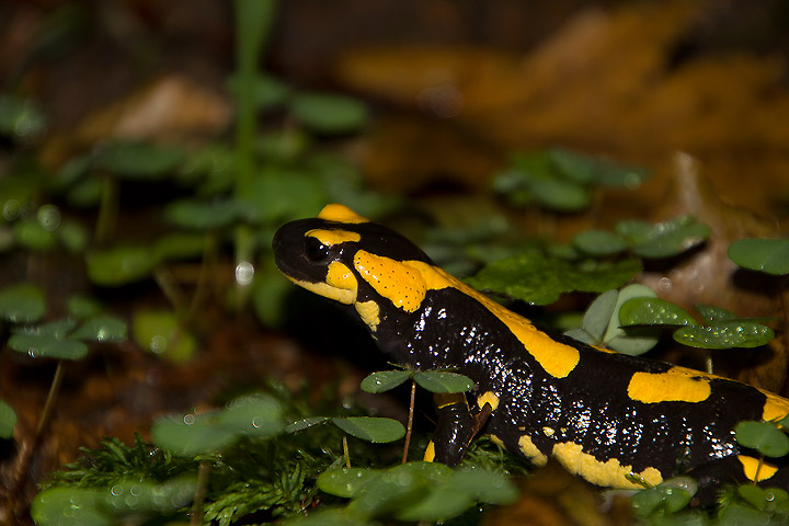 Salamandra dall''Appenino - Salamandra salamandra gigliolii